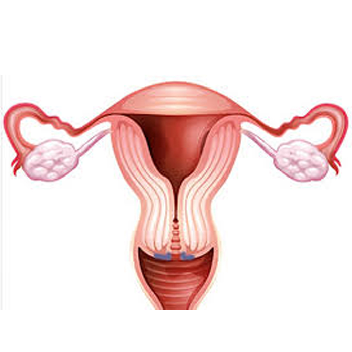 Surgeon for Transvaginal Oocyte Retrieval in Jalandhar